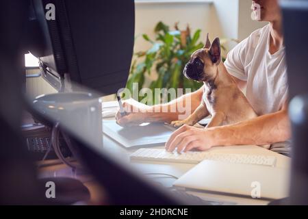 Arbeitsplatz, Bürohund, Heimbüro, Arbeitsplätze, Arbeitsplatz, Bürohunde Stockfoto