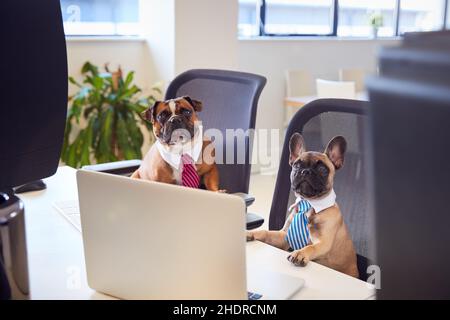 Büro, Arbeitsplatz, Chef, Büros, Arbeitsplätze, Arbeitsstation Stockfoto