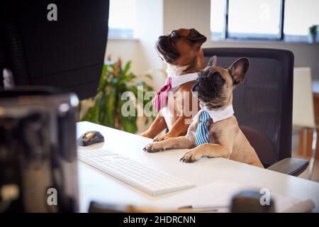 Büro, Hund, Chef, Büros, Hunde, Manager Stockfoto