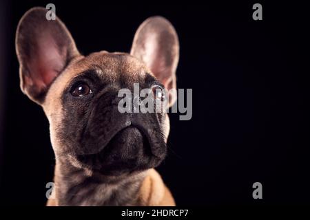 französische Bulldogge, französische Bulldoggen Stockfoto