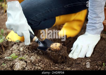 Landwirtschaft, Kartoffel, Anbau, Kartoffelernte, Landwirtschaft, Rohe Kartoffeln, Nebengebäude, Kartoffelernte Stockfoto