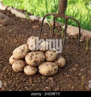 Kartoffel, Kartoffelernte, rohe Kartoffeln, Kartoffelernte Stockfoto