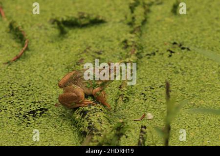 Ein amerikanischer Bullfrog, der auf einem Ast über der Oberfläche eines algenbedeckten Teichs oder Sees sitzt. Stockfoto