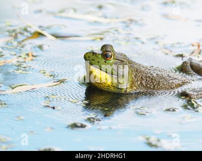 Ein amerikanischer Bullfrog, der in einem Teich oder See quakt, mit Wellen auf der Wasseroberfläche durch die Vibration des Geräuschs. Stockfoto