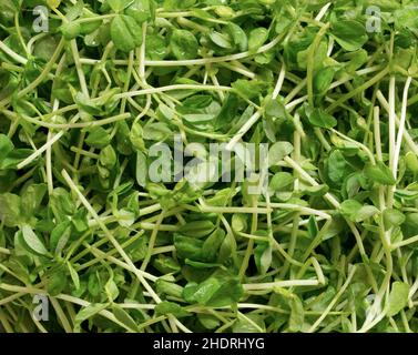 Sprosse, Sprossen, Schösslinge Stockfoto