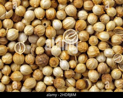 Koriander, Koriandersamen, Korianderkapsel, Koriander, Koriandersamen, Koriander-Kapseln Stockfoto