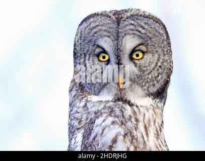 Great Grey Owl sitzt auf einem Baum Ast im Wald, Quebec, Kanada Stockfoto