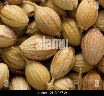 Koriander, Koriandersamen, Korianderkapsel, Koriander, Koriandersamen, Koriander-Kapseln Stockfoto