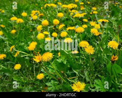 Löwenzahn, Blumenwiese, löwenzahn, Blumenwiesen Stockfoto