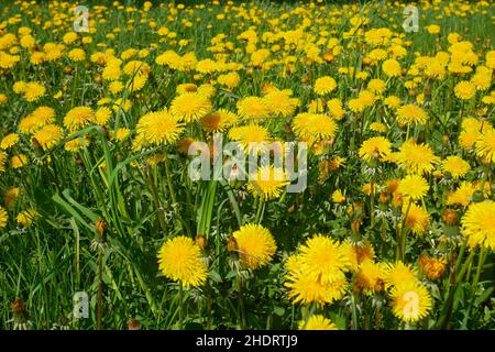 Wiese, löwenzahn, Wiesen, löwenzahn Stockfoto