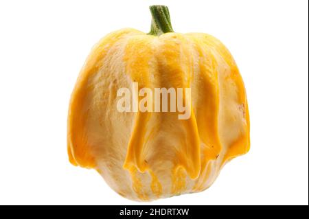 Kürbis, Dornenkrone, Squashs Stockfoto