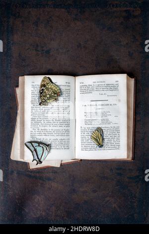 Buch, Literatur, Jahrgang, Bücher, Literaturen, Vintage-Druck, Jahrgänge Stockfoto