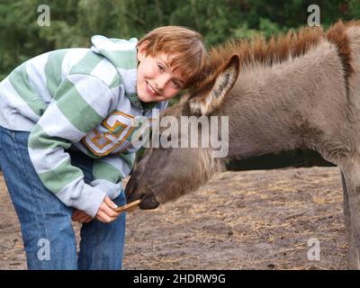Junge, Fütterung, Esel, Jungen, Futter, Fütterungen, Esel Stockfoto