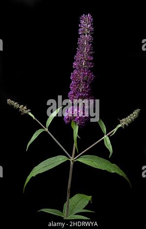 Kraut, schmal-blättrige Papierrinde, Kräuter, melaleuca alternifolia, schmal-blättriger Teebaum, Ti-Baum mit schmalen Blättern, Schnee im Sommer Stockfoto