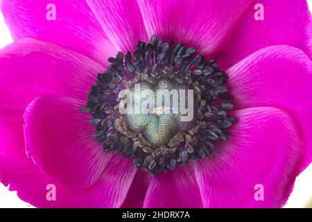 Blume, Blüte, Anemone, Staubgefäße, Blumen, Blüten, Anemonen, Staubgefäße Stockfoto