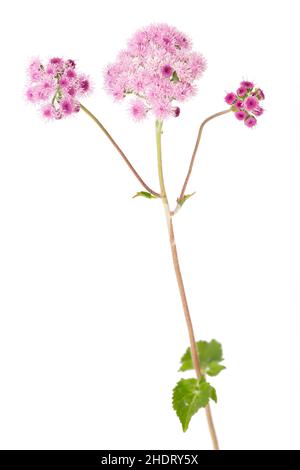 ageratum, Ageratums Stockfoto