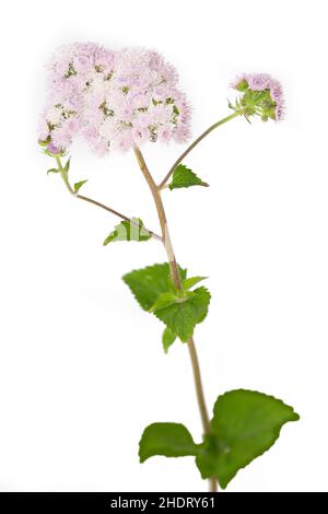 ageratum, Ageratums Stockfoto