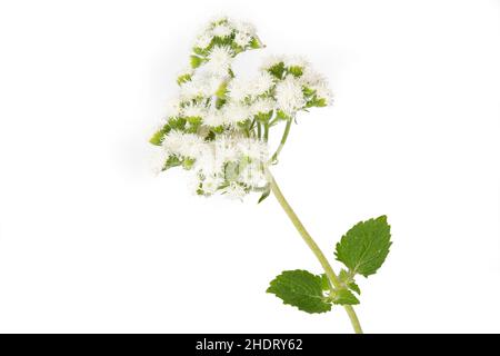 ageratum, Ageratums Stockfoto