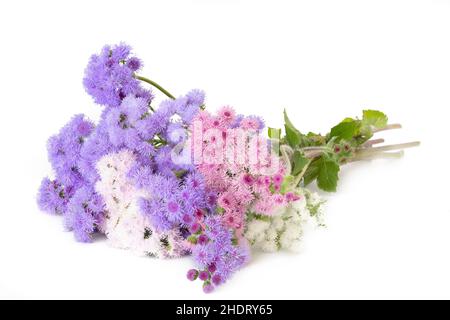 Bouquet, ageratum, Bouquets, ageratums Stockfoto