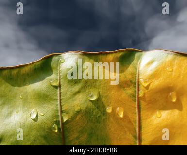 Erste Regentropfen des Jahres auf Ear Elephant Leaf Stockfoto