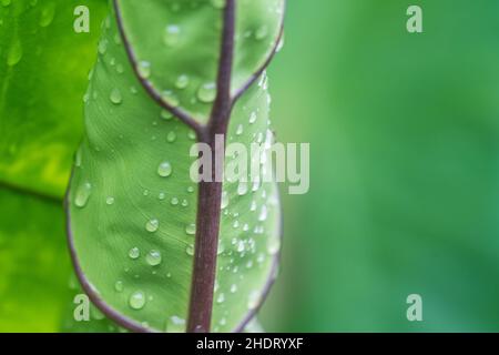 Regen Tropfen des Jahres auf Ear Elephant Leaf Stockfoto