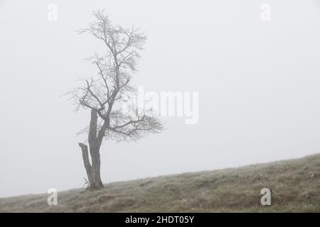 Baum, Nebel, Trauer, Bäume, Nebel Stockfoto
