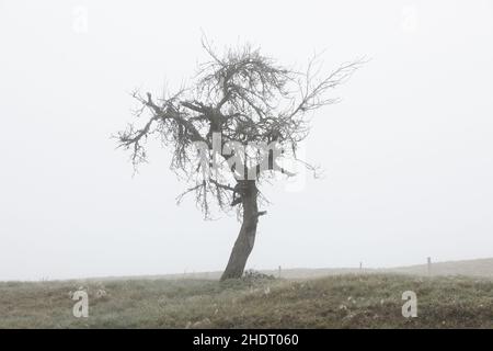 Baum, Nebel, sterben, Bäume, Nebel, Matrizen Stockfoto