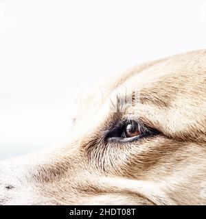Hund, Auge, Hundekopf, Hunde, Augen, Hundeköpfe Stockfoto