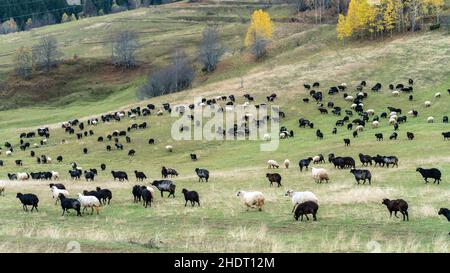 Schafschar auf der schönen Bergwiese, im Osten der Türkei Stockfoto