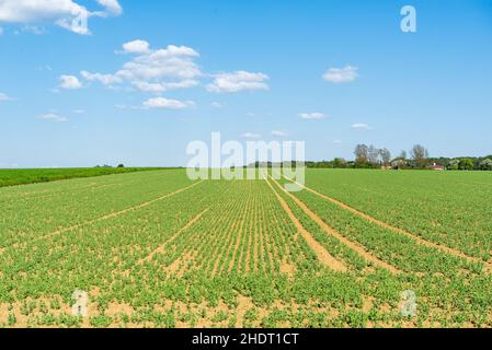 Frühling, Pflanzen, Ackerland, Ackerland Stockfoto