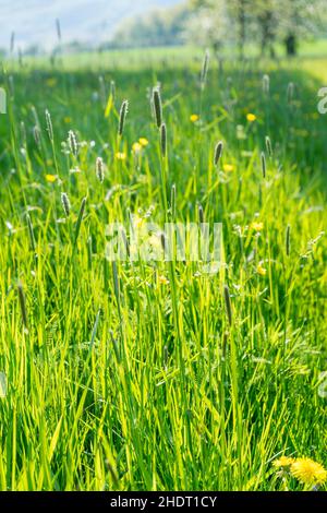 Wiese, ländliche Szene, Wiesen, Land, Landleben, Ländliche, ländliche Szenen Stockfoto