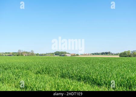 Feld, ländliche Szene, hohenlohe, Felder, Land, Landleben, ländliche, ländliche Szenen, hohenlohes Stockfoto