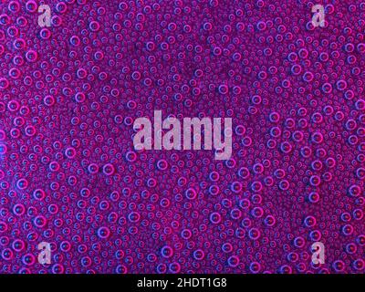 Hintergründe, lila, Blase, Hintergrund, lila, Violett, Blasen Stockfoto