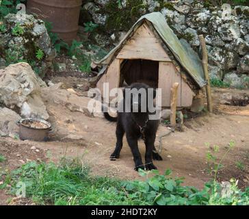 Wachhund, hundehütte, Wachhunde, Hundehütte Stockfoto