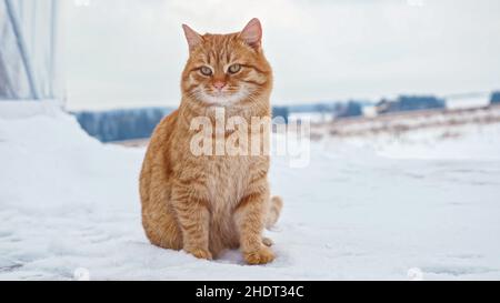Rote flauschige Katze sitzt auf weichem Schnee und schaut sich im Winter um Stockfoto