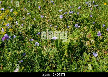 Zichorie (Cichorium intybus) leuchtend blaue Blüten. Blaue Gänseblümchen blüht im Sommer. Stockfoto