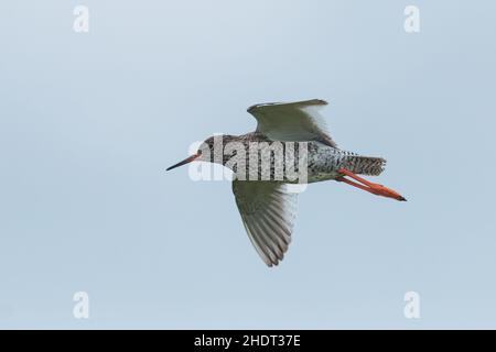 Rotschenkel, Tringa totanus, im Flug. Stockfoto