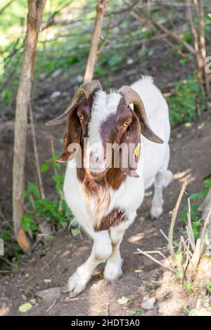 Porträt einer Ziege (Capra hircus). Buck oder Billy Close Up . Details. Stockfoto