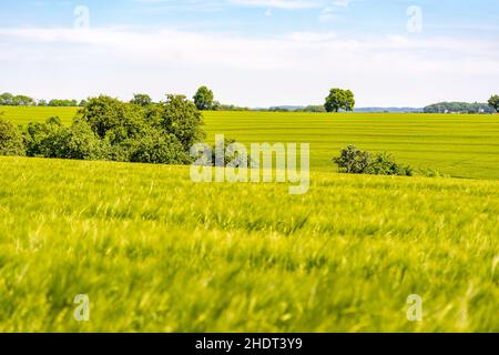 Feld, Frühling, Felder Stockfoto