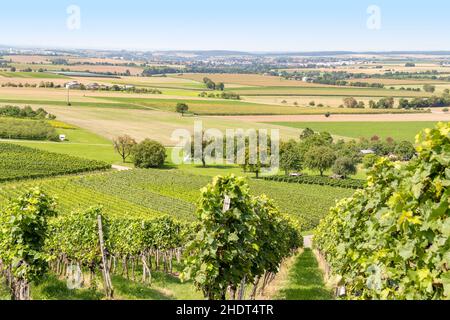 Weinberge, Kulturlandschaft, hohenlohe, Weinberg, Kulturlandschaften, Landschaft, Landschaften, Höhenlohes Stockfoto