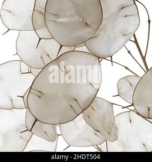 lunaria annua, schötchen, Lunaria annuas Stockfoto