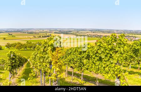 Weinanbauregion, Kulturlandschaft, hohenlohe, Weinanbauregionen, Kulturlandschaften, Landschaft, Landschaften, Höhenlohes Stockfoto