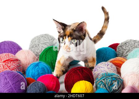 Katze, reinrassige Katze, devon rex, Katzen, reinrassige Katzen Stockfoto