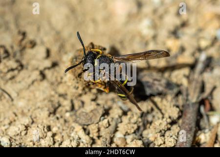 Stachelige Maurerwespe Stockfoto