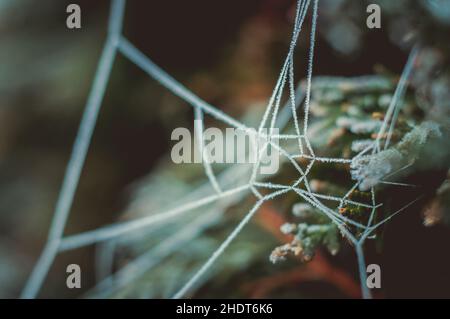 Gefroren, rime, Threads, frozens, rimes Stockfoto