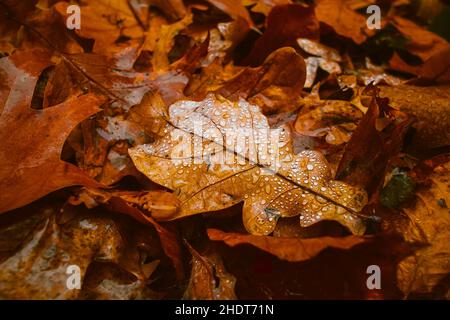 Nass, Herbstblätter, feucht, Nässe, Nass, Blatt Stockfoto