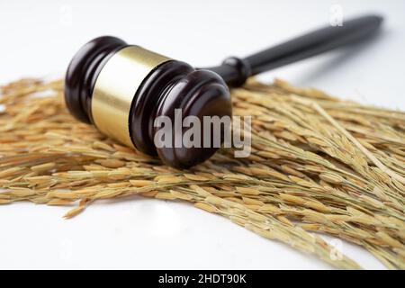 Beurteilen Sie den Hammer mit gutem Getreidreis von der landwirtschaftlichen Farm. Gesetz und Gericht Konzept. Stockfoto