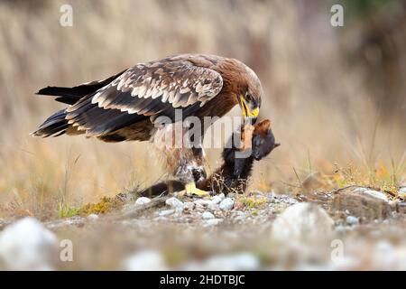 Starker östlicher Kaiseradler, der sich im Winter auf einem toten Marder auf einer Wiese ernährt Stockfoto