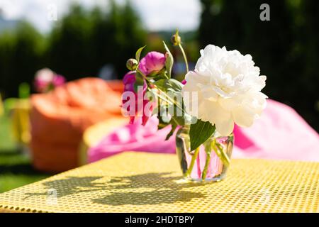 Schöner Blumenstrauß Pfingstrosen im Glas mit Wasser im Garten, Ukraine. Rote, rosa und weiße Pfingstrose albiflora oder paeonia officinalis. Stockfoto