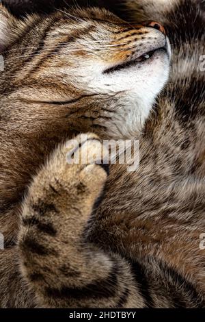 Die Schnauze einer schlafenden Tabby-Katze aus der Nähe. Stockfoto